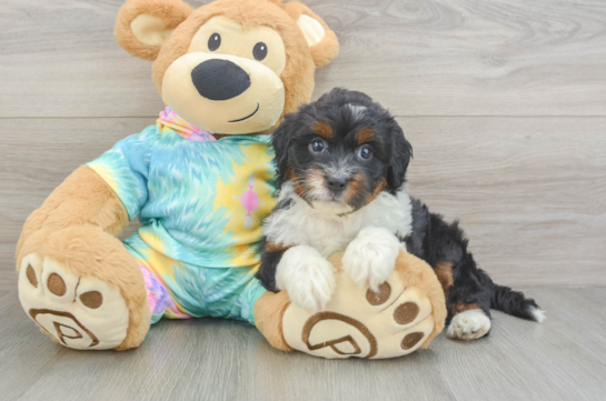 Best Mini Aussiedoodle Baby