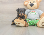 7 week old Mini Aussiedoodle Puppy For Sale - Lone Star Pups
