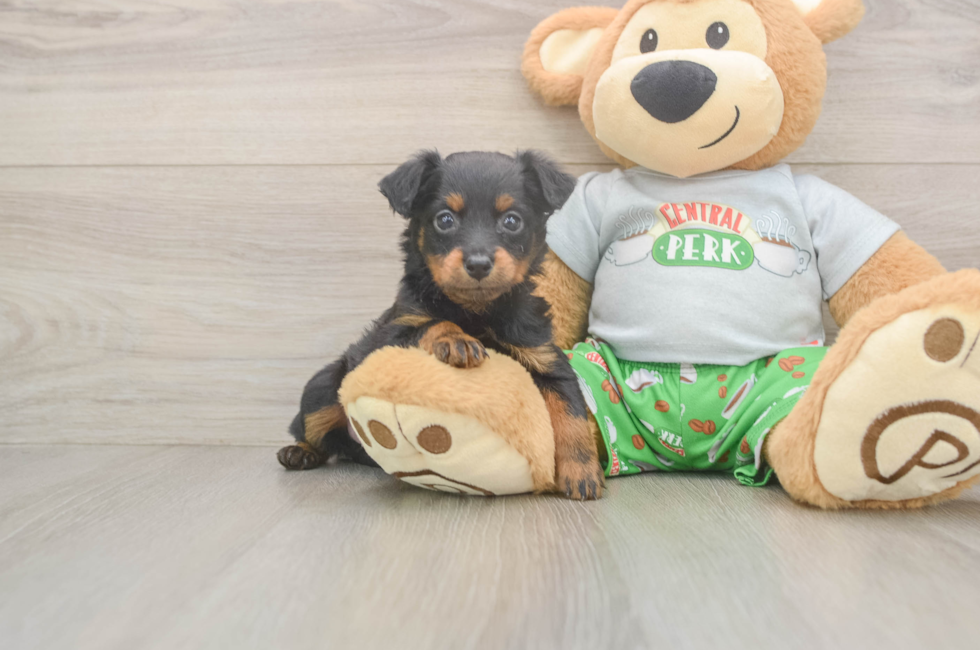 5 week old Mini Aussiedoodle Puppy For Sale - Lone Star Pups