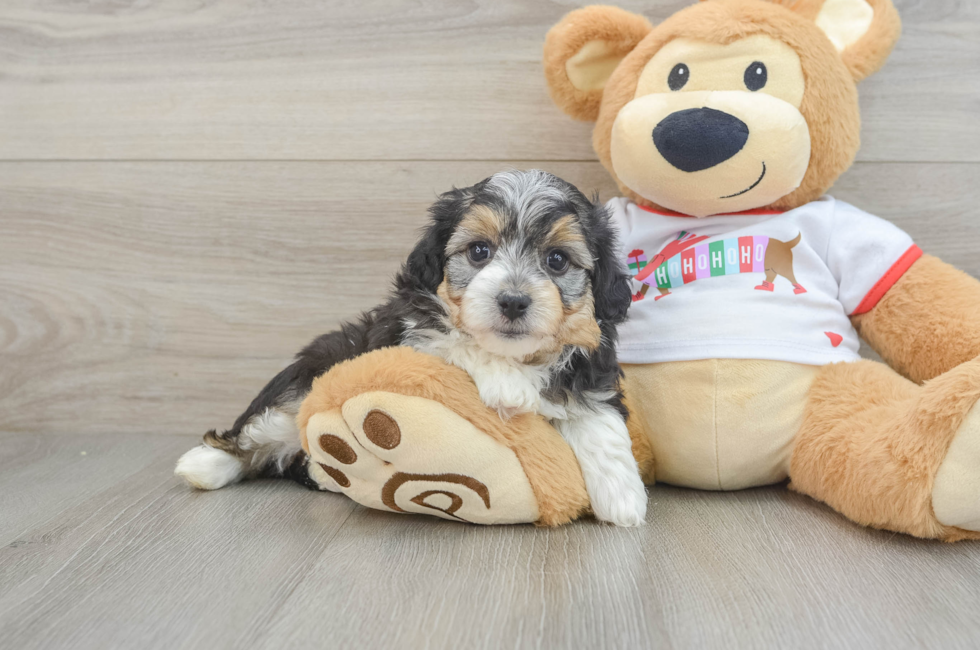 5 week old Mini Aussiedoodle Puppy For Sale - Lone Star Pups