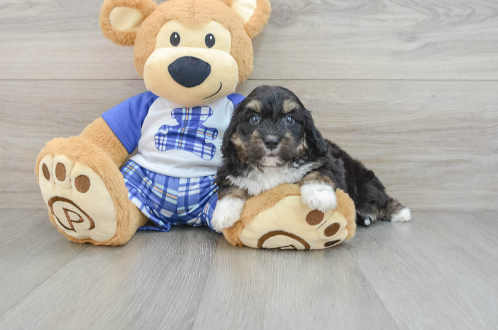 6 week old Mini Aussiedoodle Puppy For Sale - Lone Star Pups