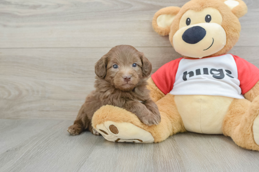 Fluffy Mini Aussiedoodle Poodle Mix Pup