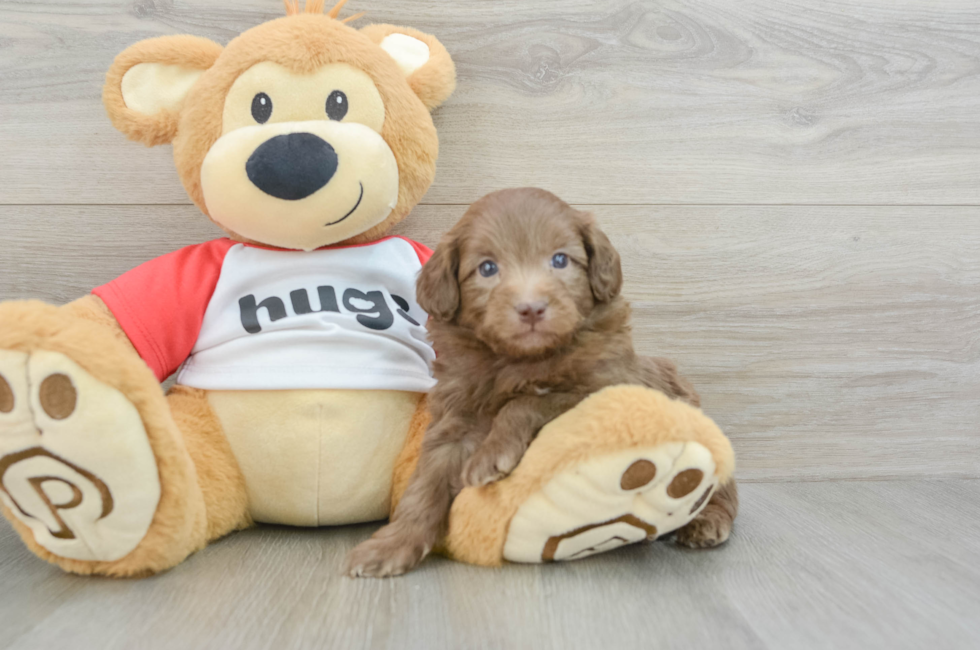 5 week old Mini Aussiedoodle Puppy For Sale - Lone Star Pups