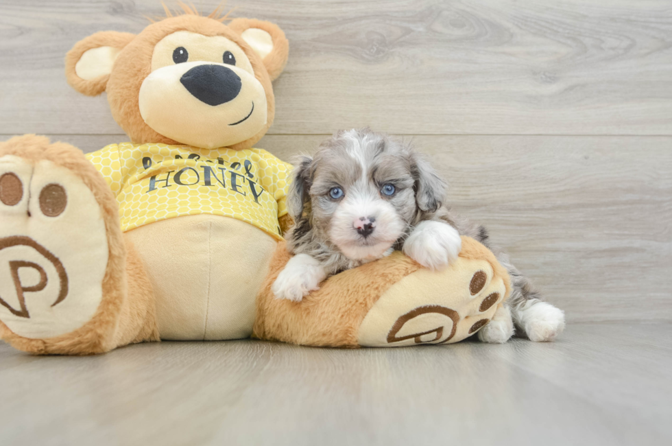 6 week old Mini Aussiedoodle Puppy For Sale - Lone Star Pups
