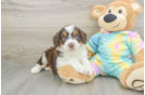 Mini Aussiedoodle Puppy for Adoption
