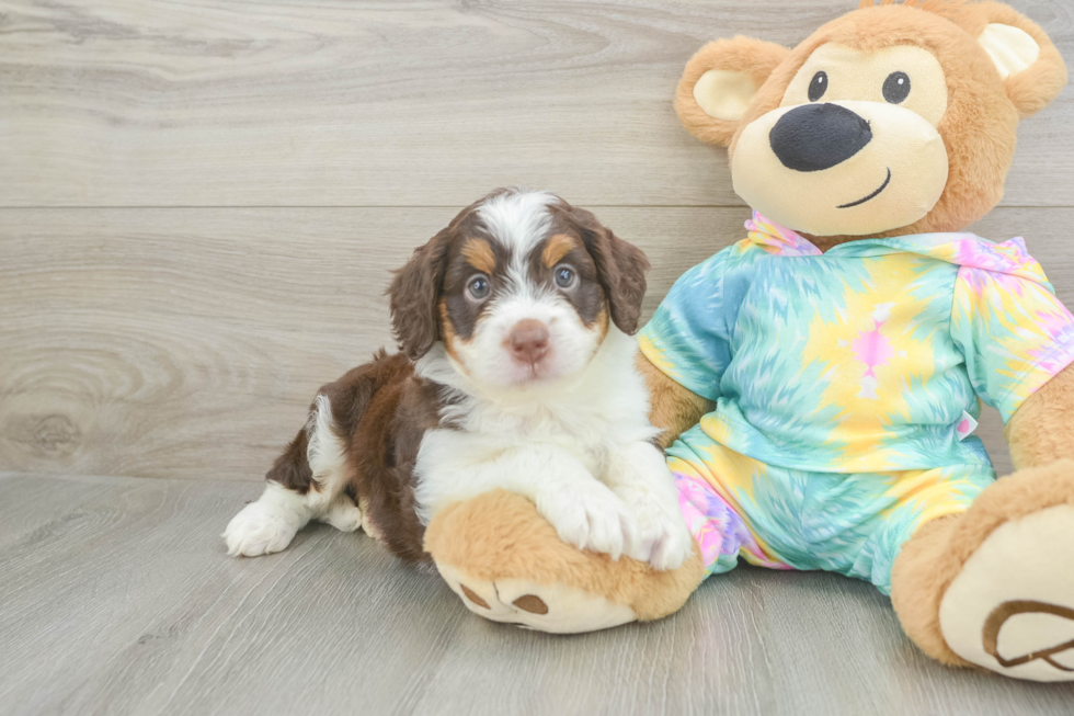 Mini Aussiedoodle Puppy for Adoption