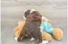 Mini Aussiedoodle Pup Being Cute