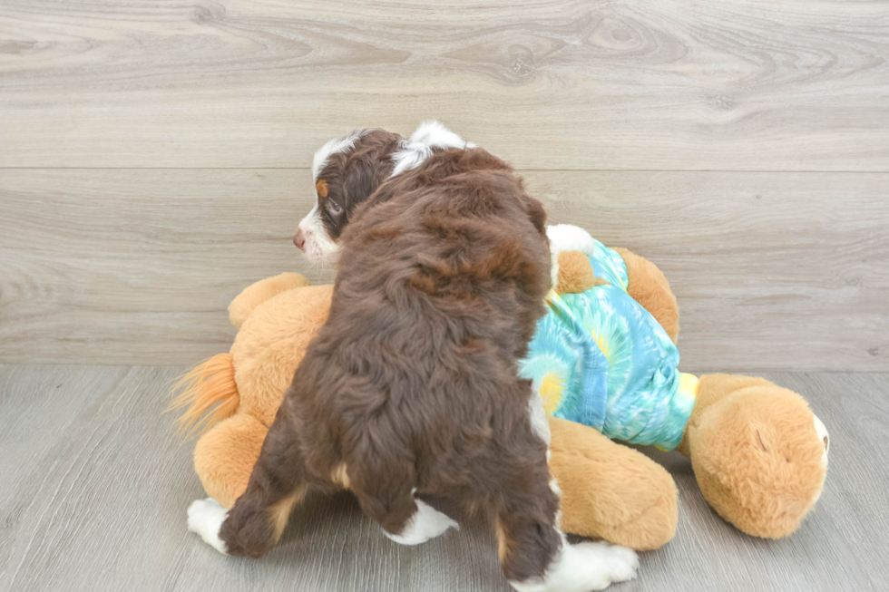 Mini Aussiedoodle Pup Being Cute