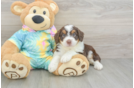 Smart Mini Aussiedoodle Poodle Mix Pup