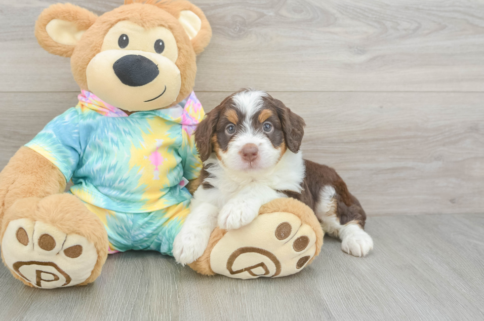 5 week old Mini Aussiedoodle Puppy For Sale - Lone Star Pups