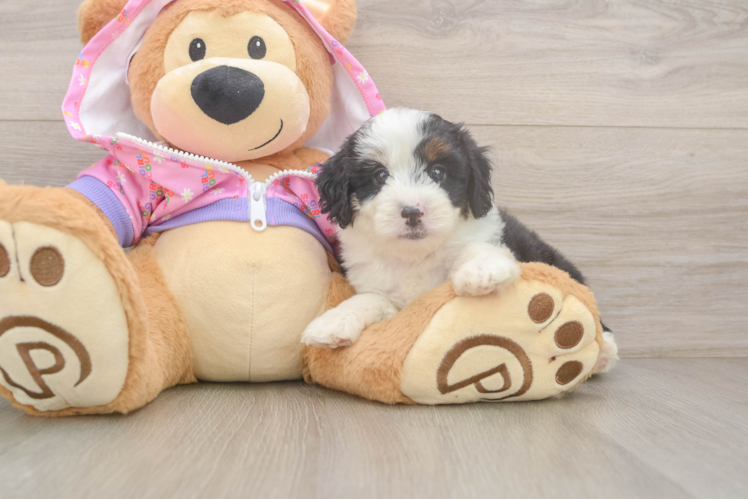 Mini Aussiedoodle Puppy for Adoption