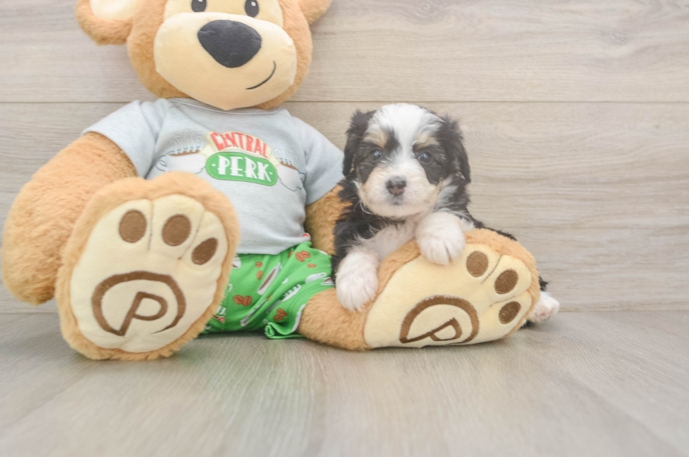 5 week old Mini Aussiedoodle Puppy For Sale - Lone Star Pups