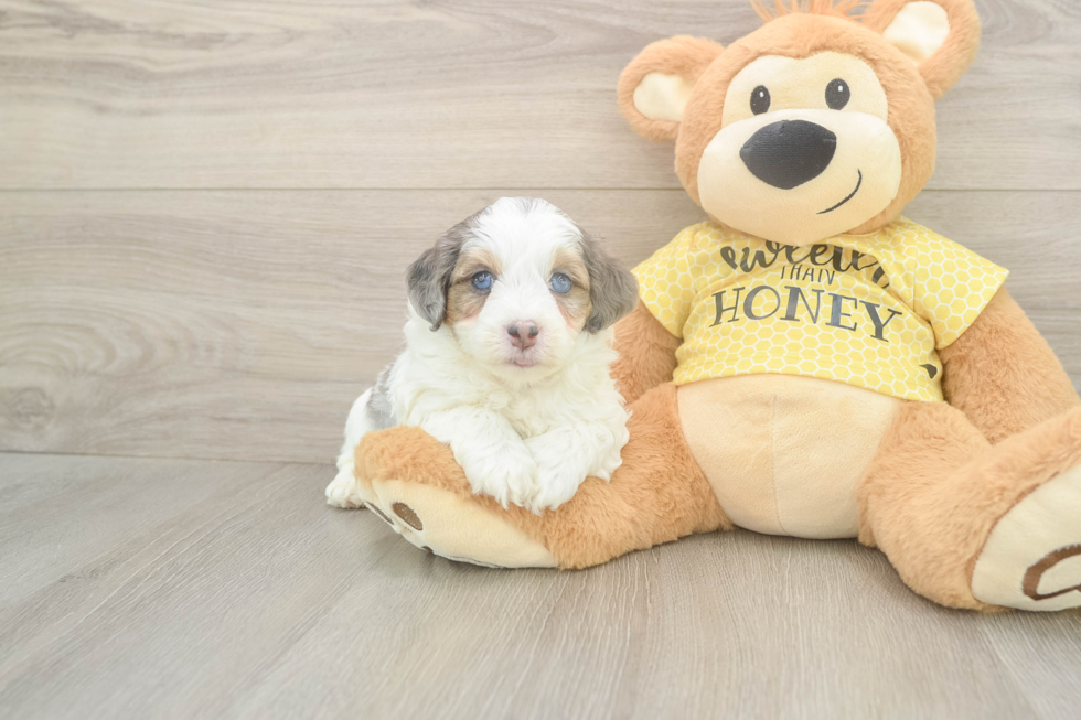 Meet Figaro - our Mini Aussiedoodle Puppy Photo  1/3 - Lone Star Pups Best Mini Aussiedoodle Baby