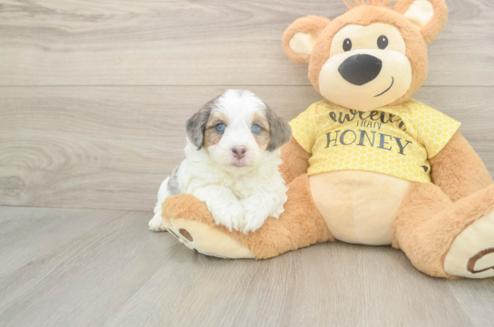 6 week old Mini Aussiedoodle Puppy For Sale - Lone Star Pups Best Mini Aussiedoodle Baby