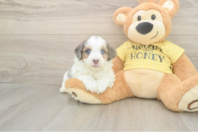 Meet Figaro - our Mini Aussiedoodle Puppy Photo  1/3 - Lone Star Pups Best Mini Aussiedoodle Baby