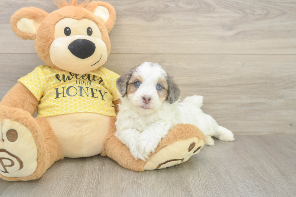 Meet Figaro - our Mini Aussiedoodle Puppy Photo  2/3 - Lone Star Pups Mini Aussiedoodle Puppy for Adoption
