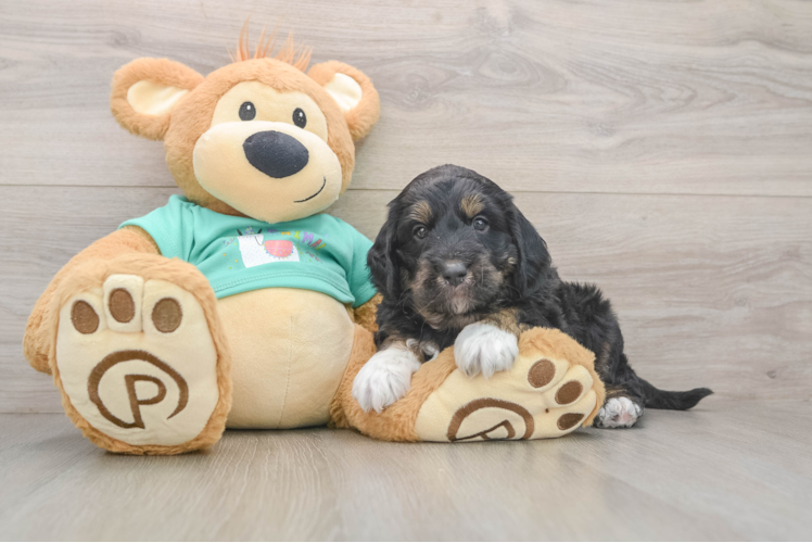 Mini Aussiedoodle Puppy for Adoption