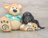 5 week old Mini Aussiedoodle Puppy For Sale - Lone Star Pups