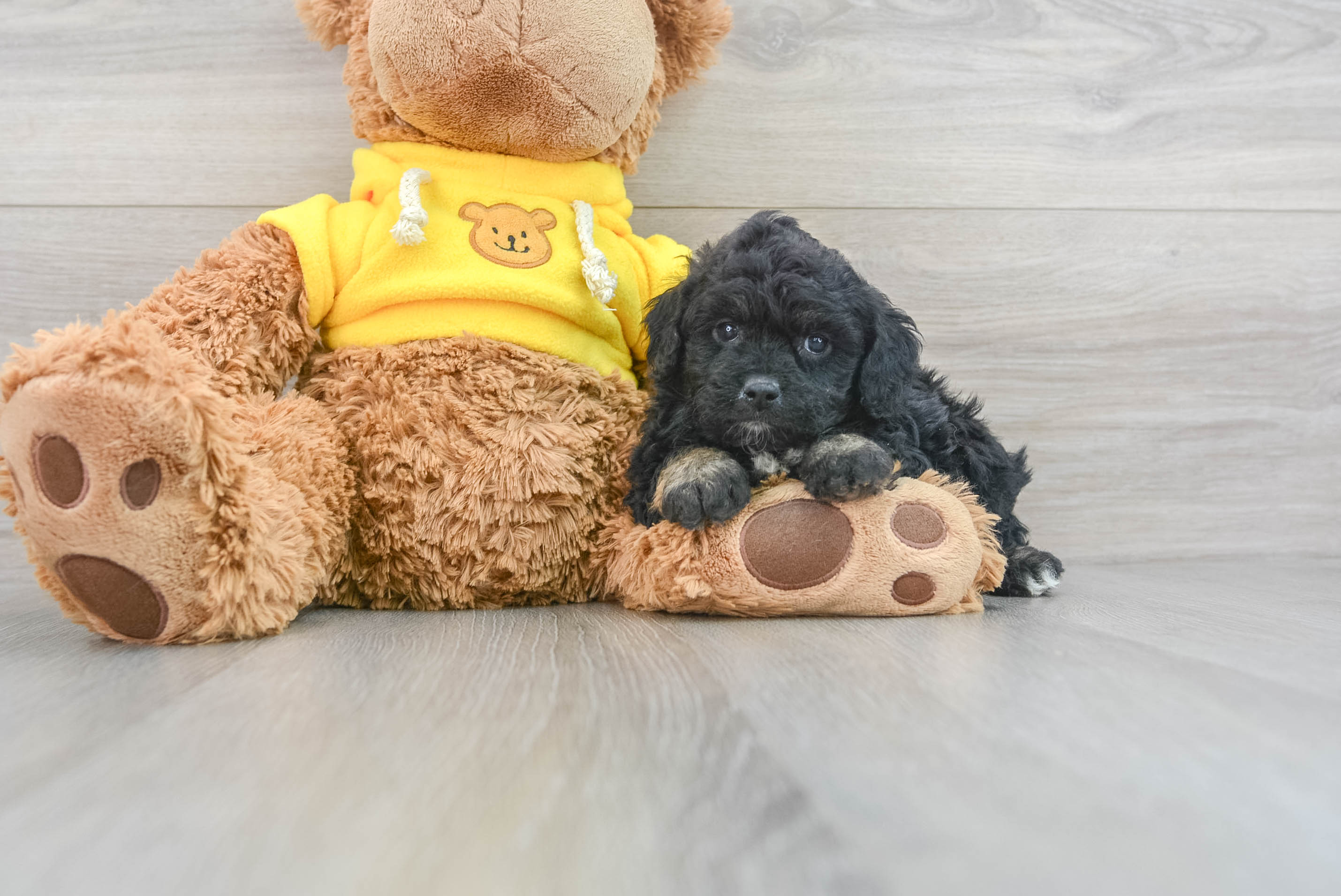Energetic Aussiepoo Poodle Mix Puppy