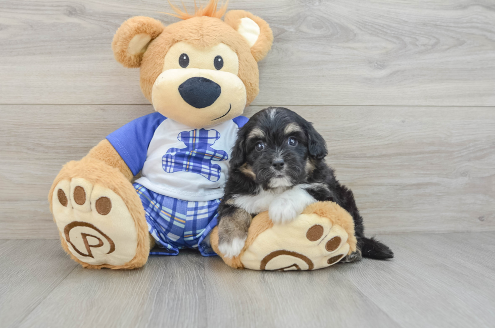 6 week old Mini Aussiedoodle Puppy For Sale - Lone Star Pups