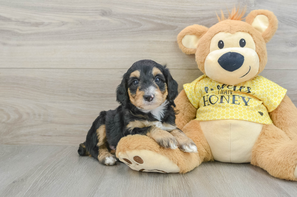 7 week old Mini Aussiedoodle Puppy For Sale - Lone Star Pups