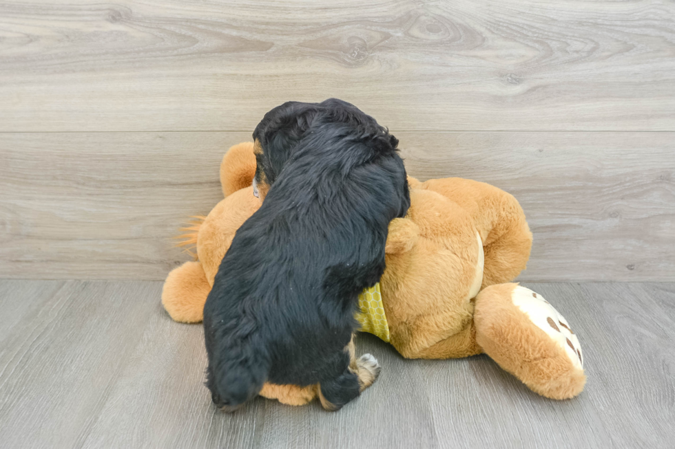 Happy Mini Aussiedoodle Baby