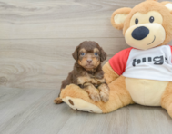 8 week old Mini Aussiedoodle Puppy For Sale - Lone Star Pups