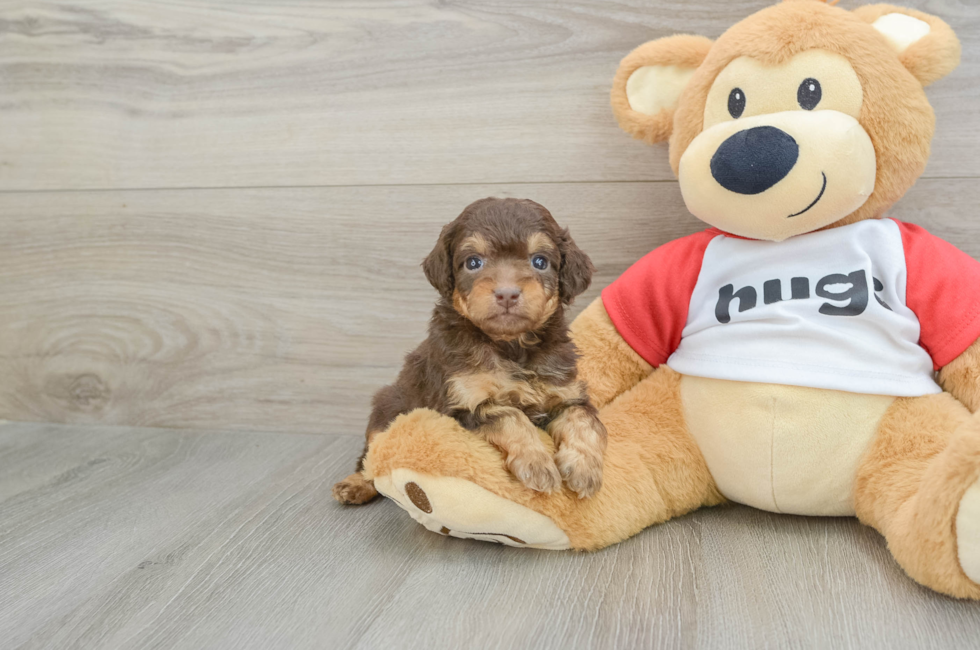 8 week old Mini Aussiedoodle Puppy For Sale - Lone Star Pups