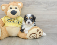 8 week old Mini Aussiedoodle Puppy For Sale - Lone Star Pups