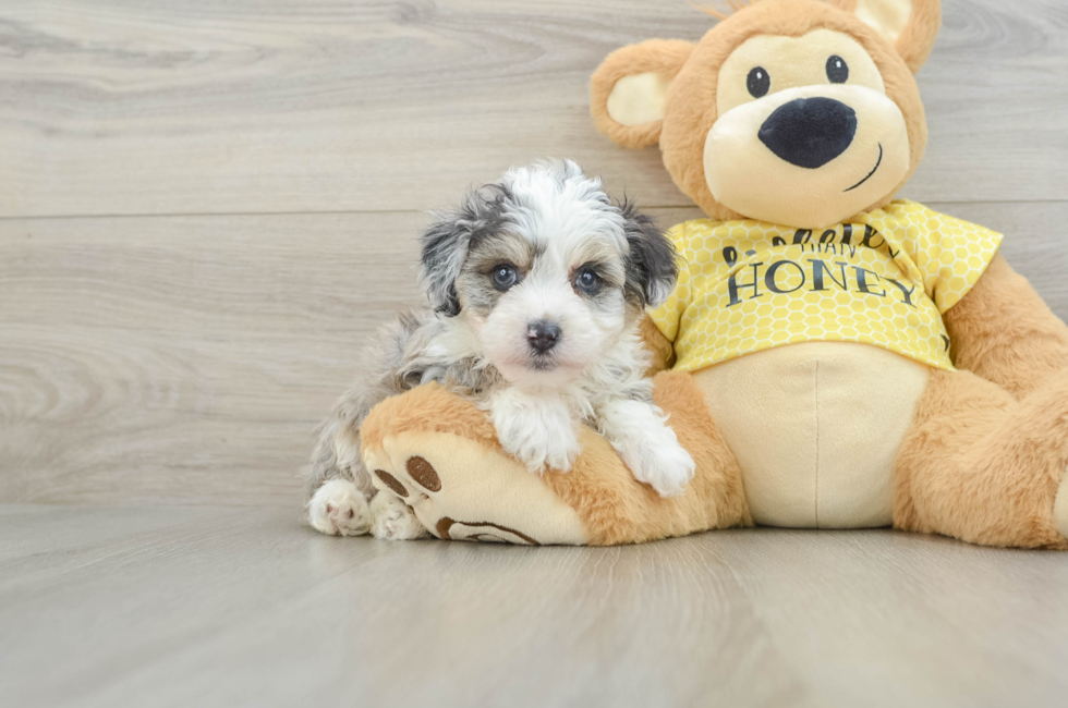 6 week old Mini Aussiedoodle Puppy For Sale - Lone Star Pups