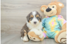 Mini Aussiedoodle Pup Being Cute