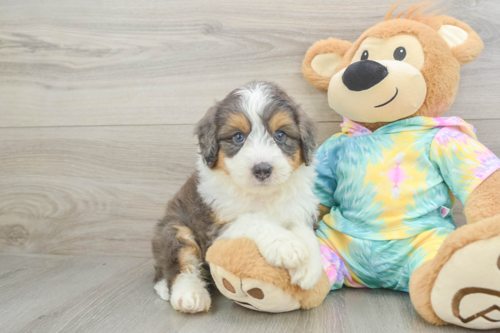 Mini Aussiedoodle Pup Being Cute