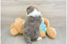 Mini Aussiedoodle Puppy for Adoption