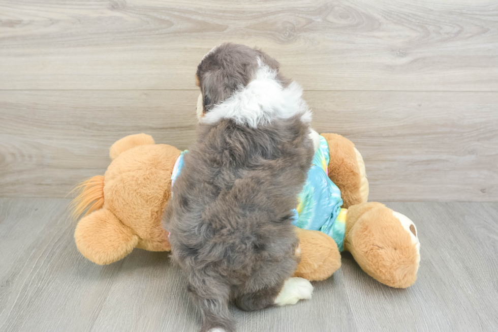 Mini Aussiedoodle Puppy for Adoption