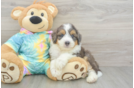 Cute Mini Aussiedoodle Baby