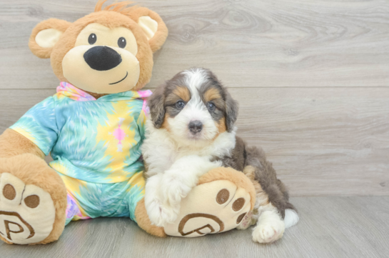 Cute Mini Aussiedoodle Baby
