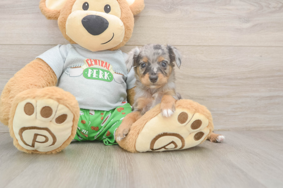 5 week old Mini Aussiedoodle Puppy For Sale - Lone Star Pups
