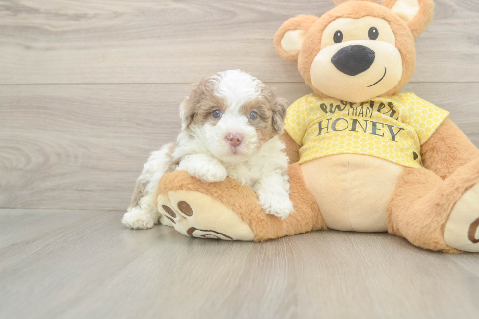 Meet Finnick - our Mini Aussiedoodle Puppy Photo  1/3 - Lone Star Pups Petite Mini Aussiedoodle Poodle Mix Pup
