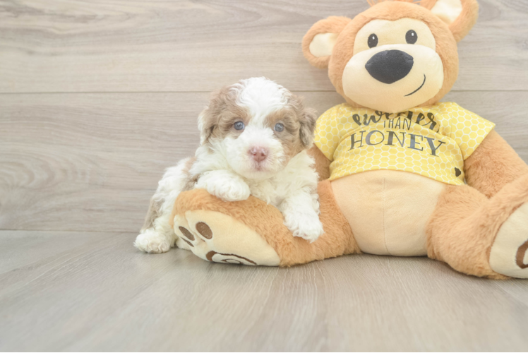 Meet Finnick - our Mini Aussiedoodle Puppy Photo  1/3 - Lone Star Pups Petite Mini Aussiedoodle Poodle Mix Pup