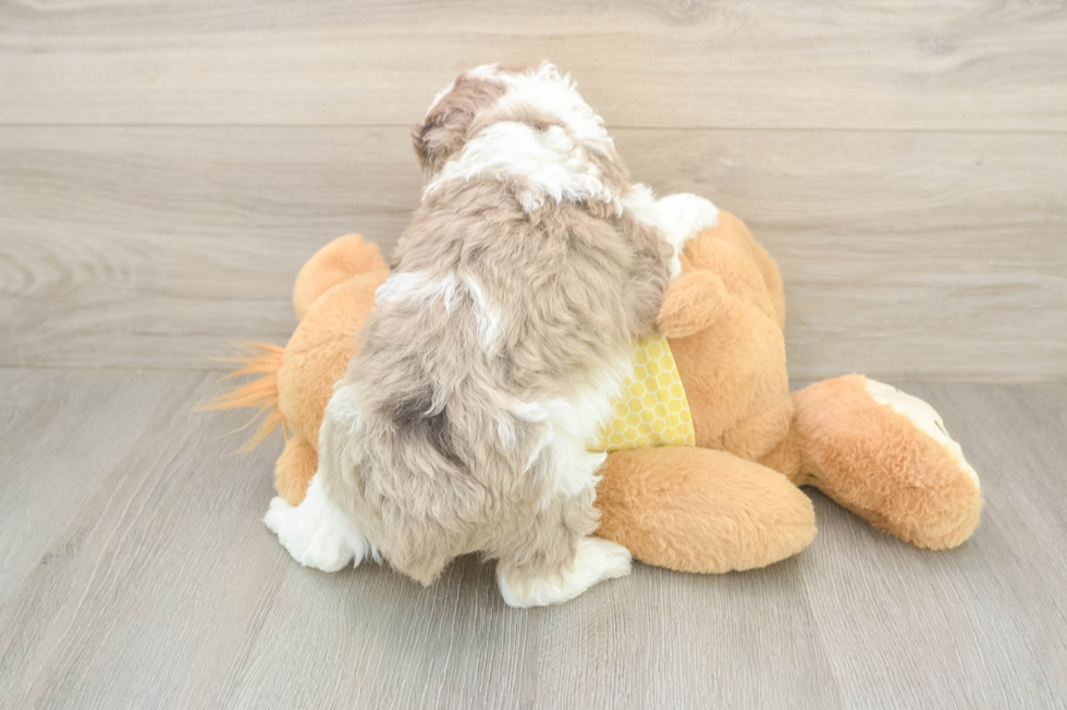 Meet Finnick - our Mini Aussiedoodle Puppy Photo  3/3 - Lone Star Pups Happy Mini Aussiedoodle Baby