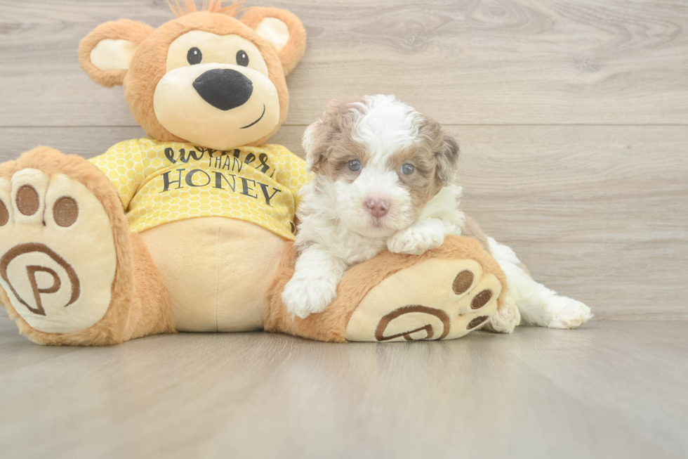 Meet Finnick - our Mini Aussiedoodle Puppy Photo  2/3 - Lone Star Pups Mini Aussiedoodle Puppy for Adoption