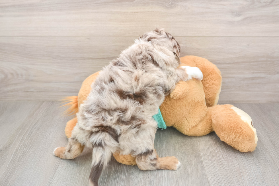 Best Mini Aussiedoodle Baby