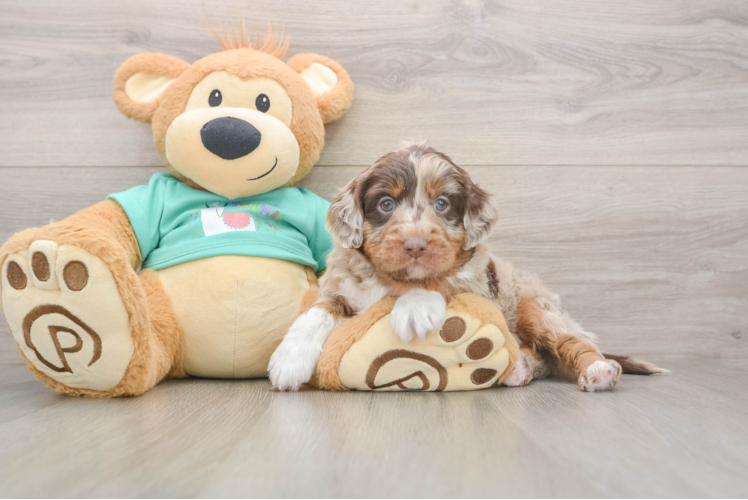 Best Mini Aussiedoodle Baby