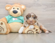 5 week old Mini Aussiedoodle Puppy For Sale - Lone Star Pups