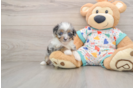 Playful Mini Aussiepoodle Poodle Mix Puppy