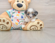 8 week old Mini Aussiedoodle Puppy For Sale - Lone Star Pups