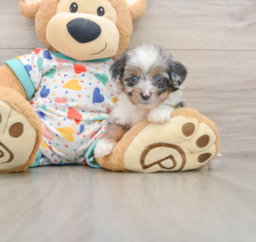 9 week old Mini Aussiedoodle Puppy For Sale - Lone Star Pups