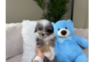Cute Mini Aussiedoodle Poodle Mix Pup