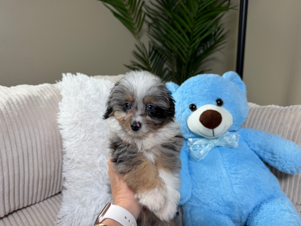 Cute Mini Aussiedoodle Poodle Mix Pup