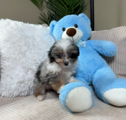 11 week old Mini Aussiedoodle Puppy For Sale - Lone Star Pups